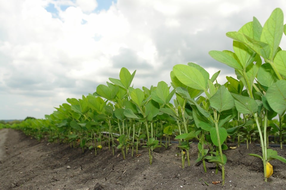 Herbicida pré-emergente Kyojin tira as daninhas da sua plantação!