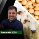 Semana de alta para arroba do boi gordo com negócios em SP voltando aos R$310; milho e soja também sobem em Chicago