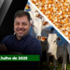 Frigoríficos interrompem compras para entender impactos do tarifaço e mercado do boi trava; milho na B3 recua com novas projeções da Conab