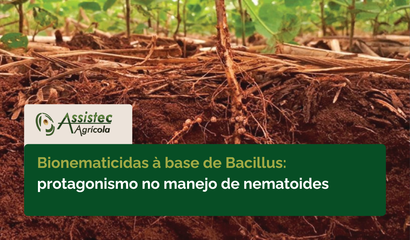 Bionematicidas à base de Bacillus: quando faz sentido no manejo de nematoides | Assistec Agrícola