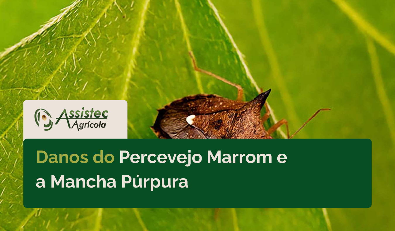 O Protagonista Complicado: Danos do Percevejo Marrom e a Mancha Púrpura