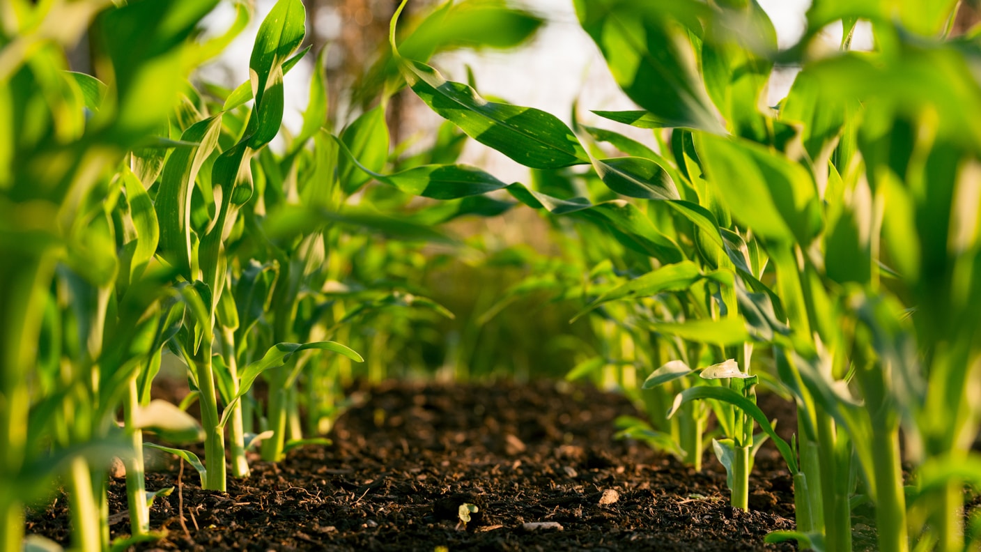Fertilizantes: Entregas Caem 1,3% no Primeiro Bimestre de 2026
